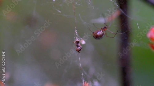 Comb-footed spider (Phylloneta impressa) guarding its silken nest retreat on a forest branch; conceptual for wildlife maternal instinct, arachnid family behavior, and reproductive life cycles