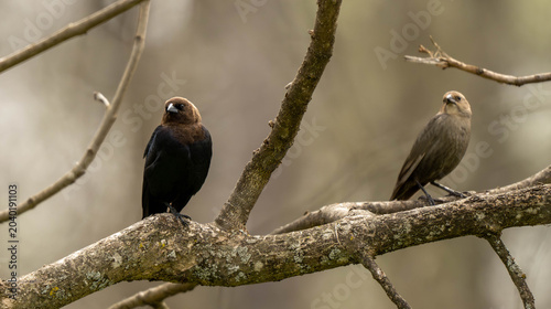birds on a branch