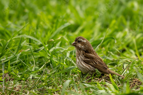 sparrow on grass