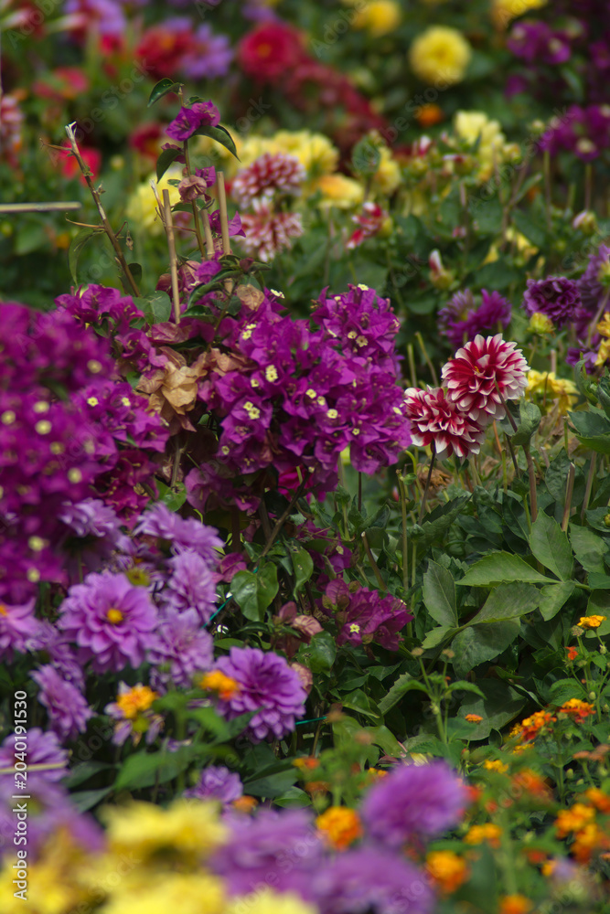 Obraz premium Flowers