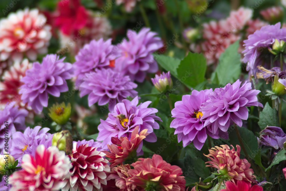 Obraz premium Flowers