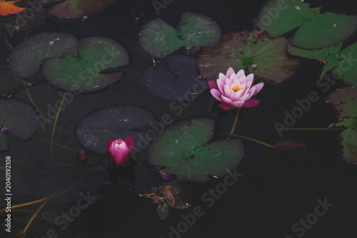 Fényképezés Elegant waterlilies blooming in a calm pond, nature background