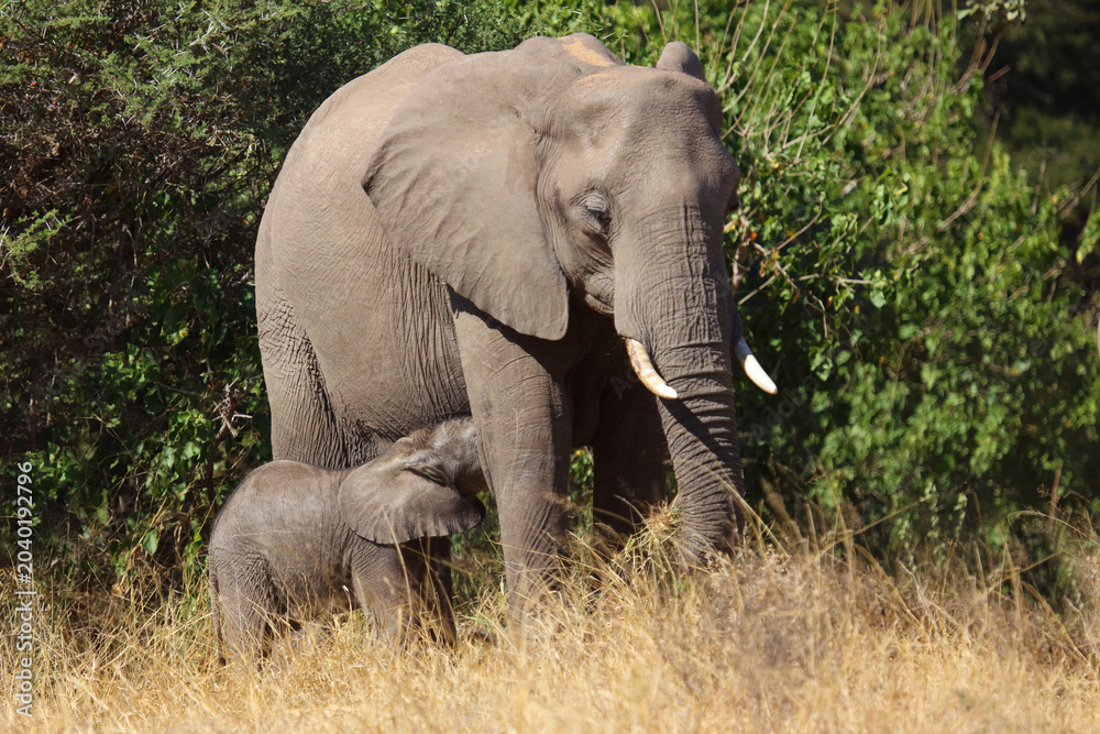 Fototapeta premium Afrikanischer Elefant / African elephant / Loxodonta africana