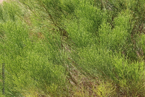 Foto Desert Broom, Baccharis Sarothroides, a charismatic native dioecious perennial shrub displaying white closed obovate glabrous floral buds during early autumn in the Coachella Valley Desert