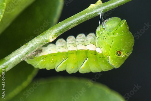 Bright green swallowtail caterpillar beginning it's chrysalis stage.