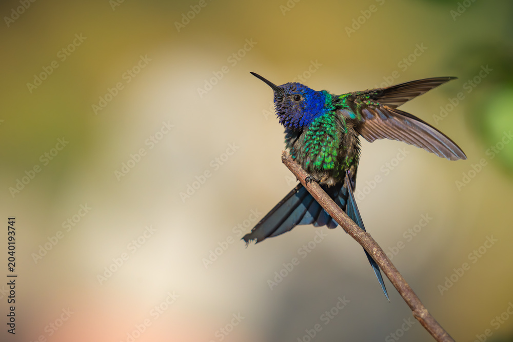 Fototapeta premium Swallow-tailed Hummingbird 
