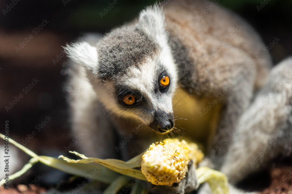 Obraz premium Cute ring-tailed lemur holding and eating a fresh corn cob close-up portrait with expressive orange eyes in a zoo wildlife park.