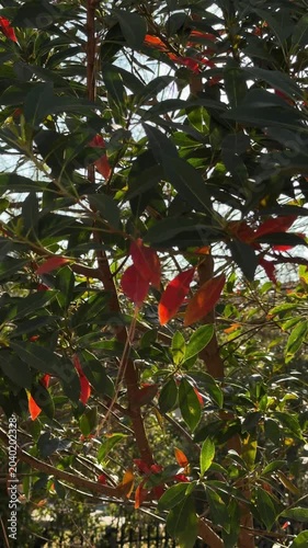 Panning slow motion tracking shot of tree branches with red and green leaves swaying in sunlight in backyard garden on calm afternoon