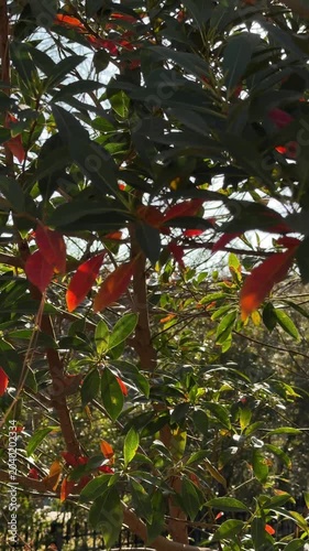 Panning slow motion view of tree branches with red new leaves swaying in sunlit garden backyard during autumn morning