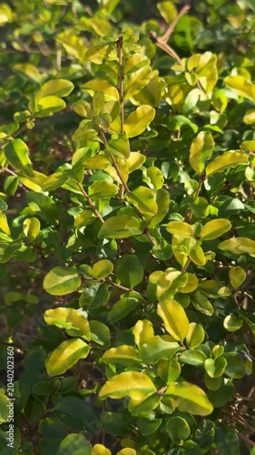 Panning shot of green shrub leaves gently swaying in sunlight in outdoor garden hedge close up with shallow depth of field