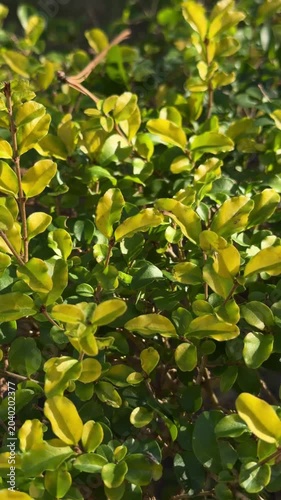 Panning shot of hedge leaves gently swaying in sunlight in backyard garden during daytime closeup of green and yellow foliage