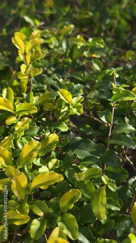 Panning slow motion close up of hedge leaves gently swaying in backyard garden under bright sunlight