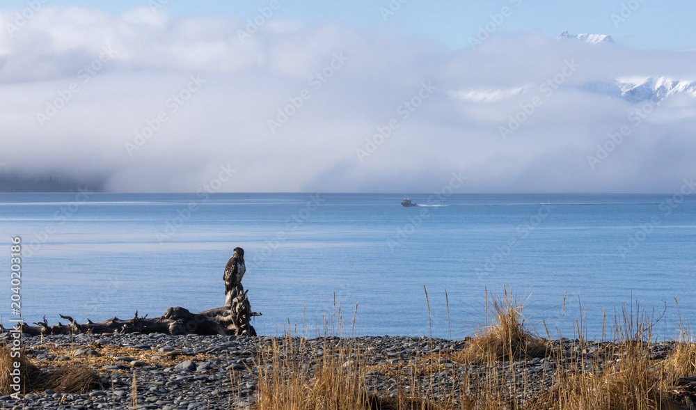 Billede på lærred Juvenile Immature Bald Eagle Perched on Driftwood Along the Coastline of Homer S