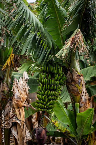A massive bunch of unripe green Canary bananas hanging from a tropical banana palm tree with a purple blossom in a local plantation.