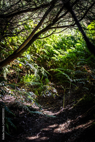 Beautiful morning sunlight breaking through thick tree branches to illuminate lush green ferns on a dark, mystical forest hiking trail