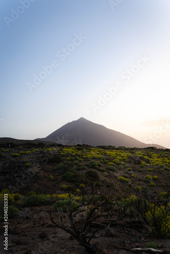 The majestic silhouette of Mount Teide volcano rising above a volcanic plateau with green bushes during a golden hour sunset in Tenerife