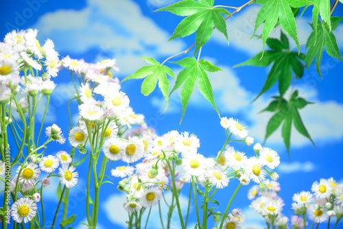 青空にハルジオンの花で背景素材