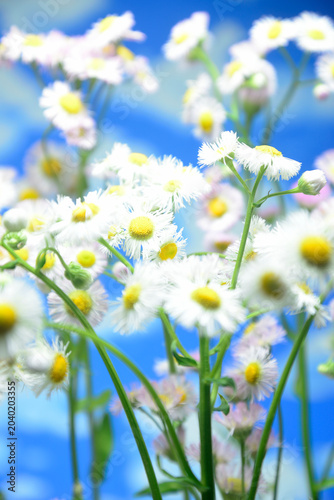 青空にハルジオンの花で背景素材