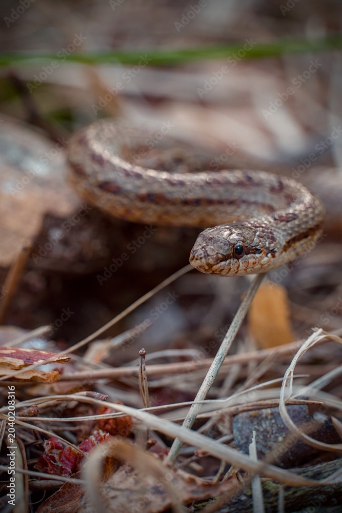 Foto snake in the grass