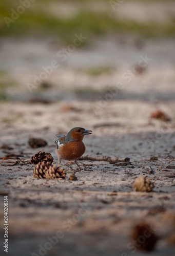 Eurasian chaffinch eating in wilderness