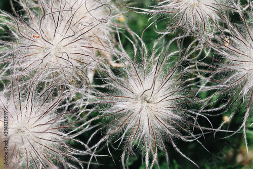 Slika na platnu Fluffy wild clematis seed heads closeup