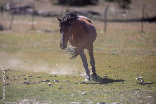 Bilde på lerret Wild horse Bay Stallion running and kicking up dust in the Apache Sitgreaves Nat