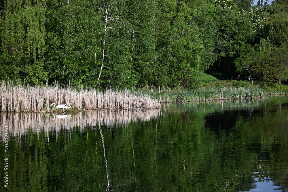 Obraz premium Scenic view of city park pond with lush green forest and distant swans nesting