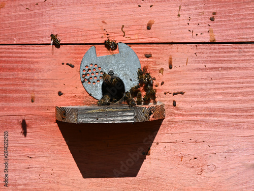 Close up of honey bees swarming at the entrance of a red wooden beehive