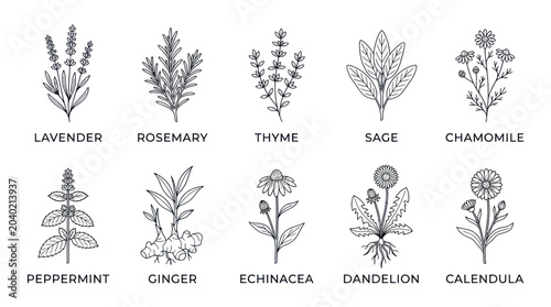 Medicinal Herbs and Hand Drawn Botanical Plants Collection