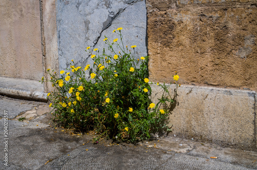 Life blooming on the pavement.