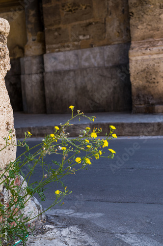 Wildflowers bloom against ancient stone.