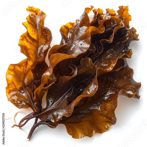 Kelp (Laminaria) • Medicinal. Algae close-up 