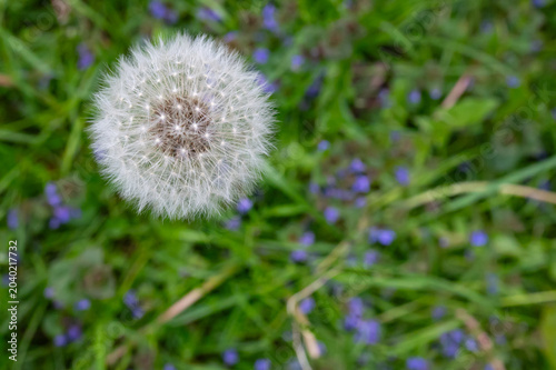 Slika na platnu dandelion seeds  in the grass