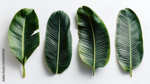 Four Large Green Tropical Leaves Arranged on a White Background.