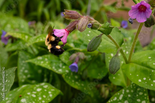 bee on flower collecting nectar