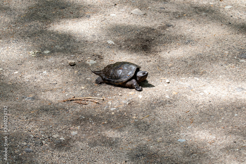 Photos A lone turtle ambles across a sunlit sandy trail in a park, showing its textured shell and slow steady movement
