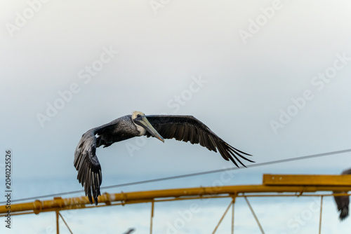 Foto Brown pelican gliding above coastal pier