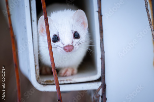 An American Ermine peers cautiosly from its safe place.