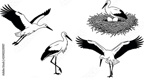 White Stork Bird Vector Illustration Set with Flying Standing and Nesting Figures with Eggs for Nature Wild Life and Ornithology Graphic Designs