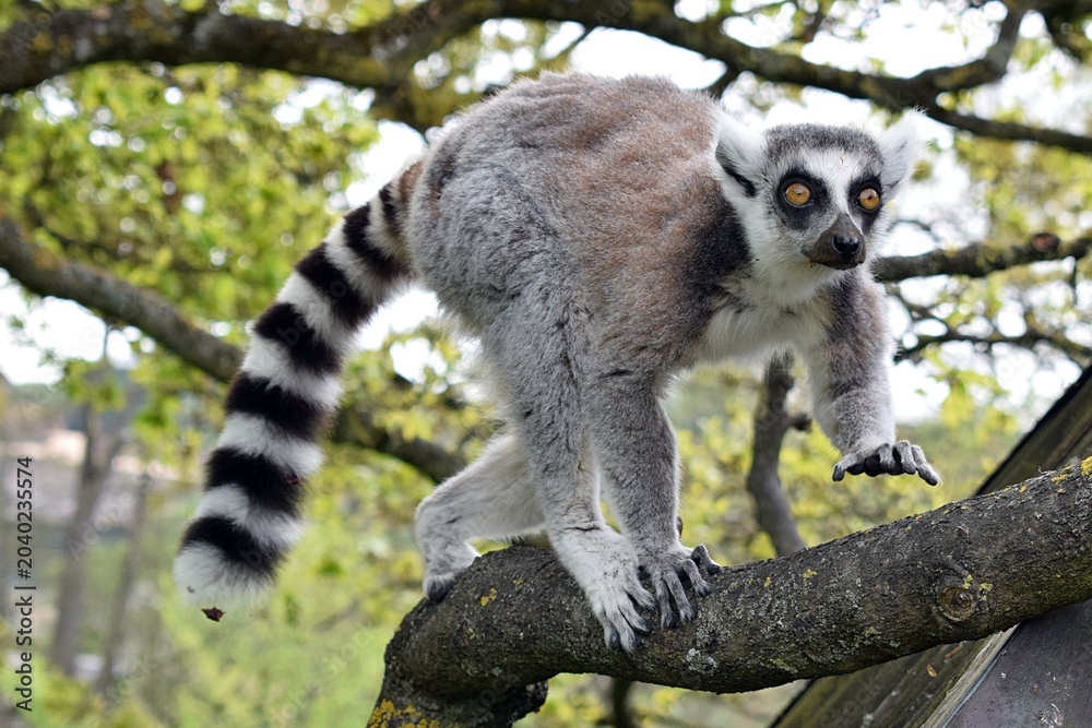 Fototapeta premium Ring-Tailed Lemur Walking Along a Tree Branch
