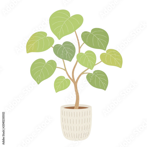 フィカス・ウンベラータの観葉植物イラスト 