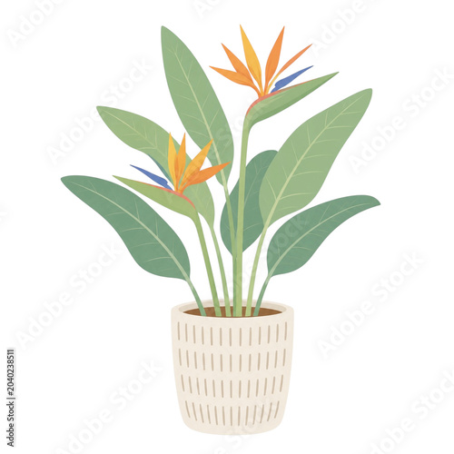 ストレリチア・レギネの観葉植物イラスト