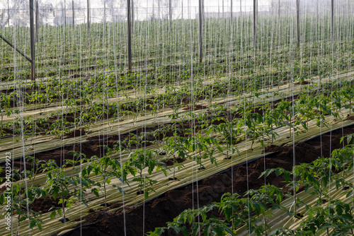 Greenhouses in the fertile valley around the city of Fondi in Italy, vegetable cultivation, young tomatoes plants