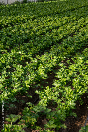 Greenhouses in the fertile valley around the city of Fondi in Italy, vegetable cultivation, celery plants