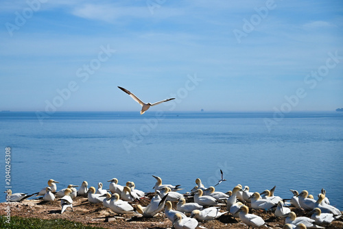 Canvas Print Flock of Northern gannet (latin name: Morus bassanus) nesting on a coastal cliff