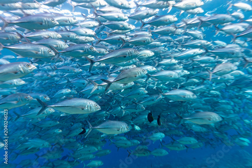 A large school of Bigeye Trevally (Caranx sexfasciatus) swims in the ocean.