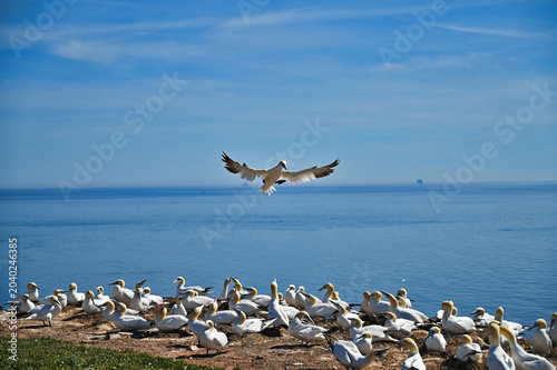 Photography Northern gannet (latin name: Morus bassanus) landing in a breeding colony with b