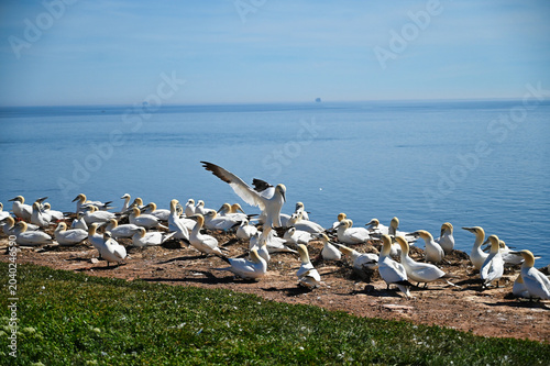 Bild auf Leinwand Northern gannet (latin name: Morus bassanus) landing in a breeding colony with b