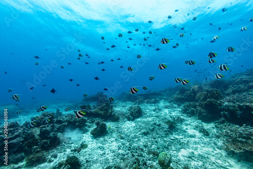 Photography Colorful striped Banner fish, Heniochus, swim in a school through the tropical b