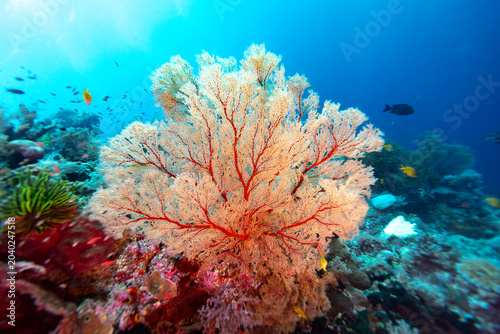 Giant fan coral, latin name, on a coral reef spreads its branches to filter feed from the blue water